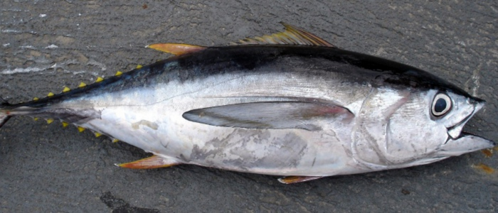 MSC raises the bar for certified tuna fisheries